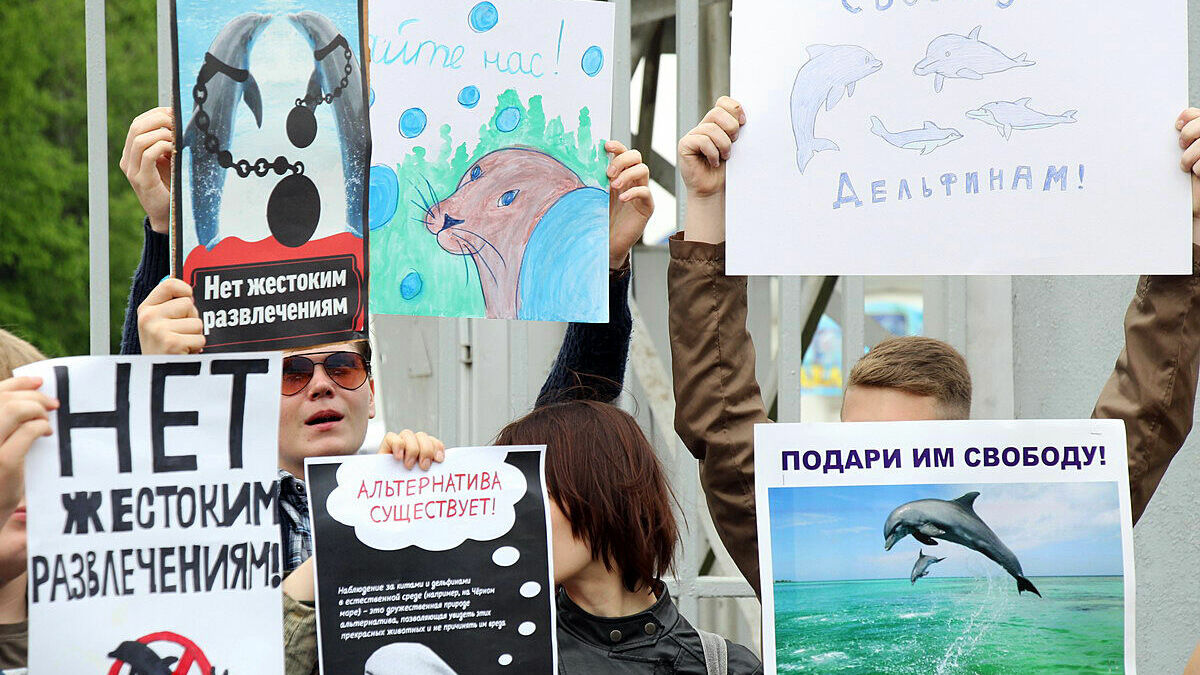 «Нет жестоким развлечениям!» Пермяки вышли на пикет против передвижного дельфинария