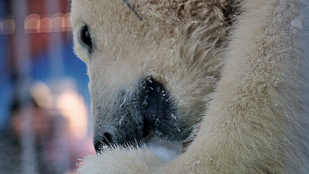 День белых медведей в Пермском зоопарке. Фоторепортаж Properm.ru