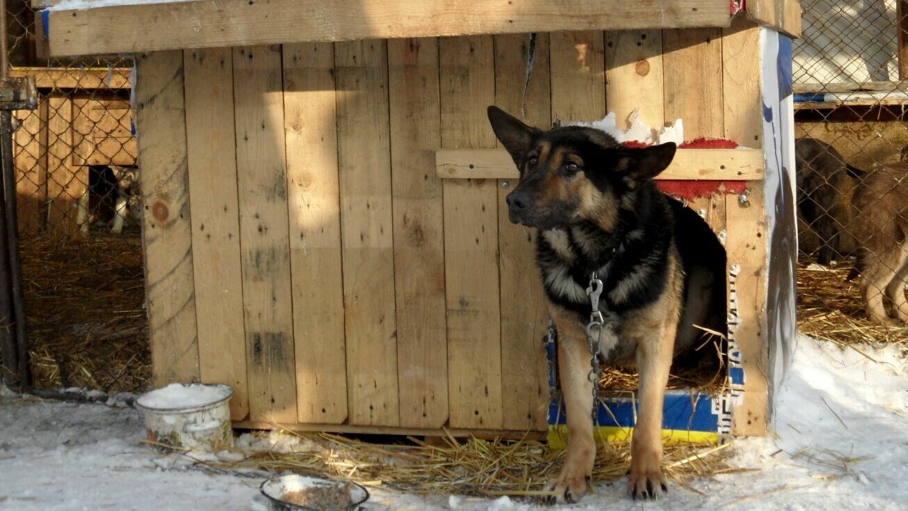 На отлов бездомных собак в бюджет Перми заложили дополнительные средства