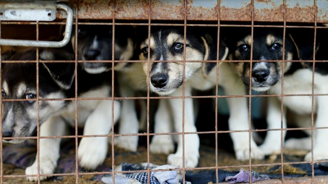 План в 2040 собак. На отлов и содержание бездомных животных в Перми потратят 29,9 млн рублей