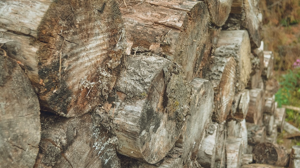 С начала года из Прикамья не дали вывезти 1525 кубометров заражённой древесины