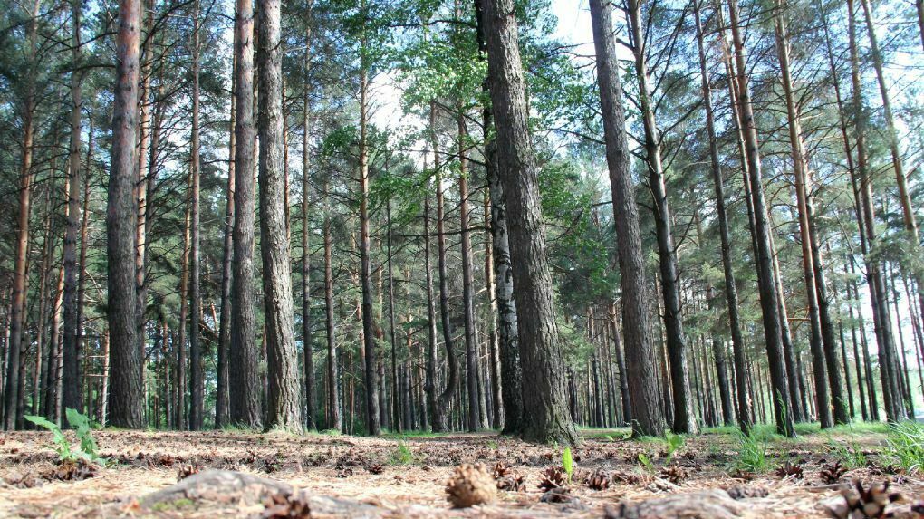 Житель Прикамья не смог обжаловать условный срок за незаконную рубку деревьев