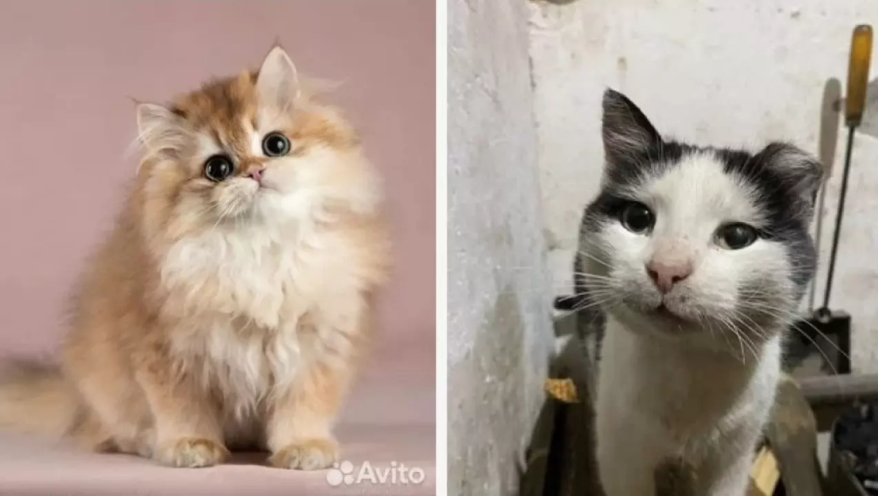 ТОП-5 самых дорогих кошек Перми на сайте «Авито»