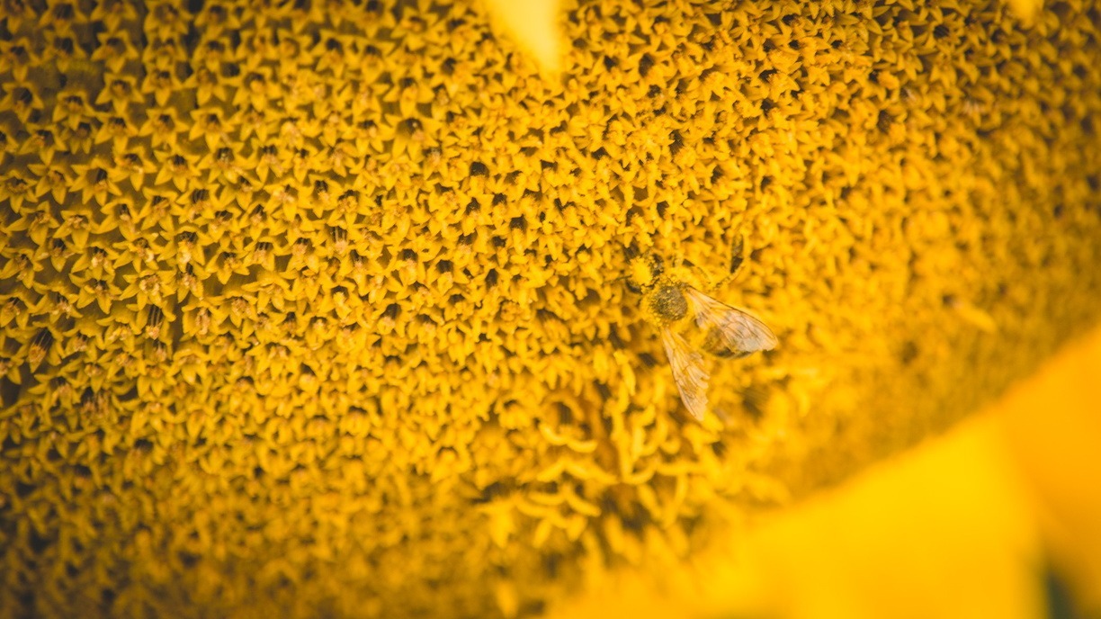 С начала года за рубеж из Прикамья экспортировано 872 килограмма мёда