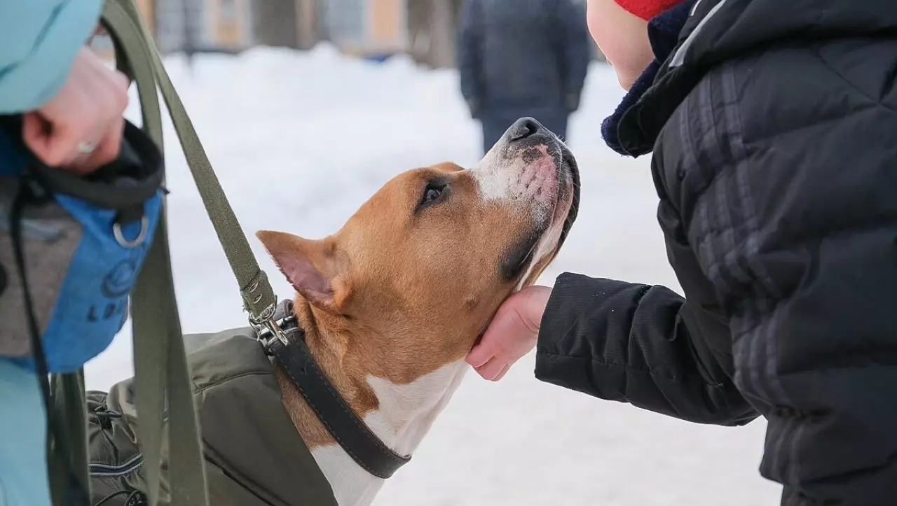 В Перми 25 февраля состоится традиционная акция «Собака Обнимака»