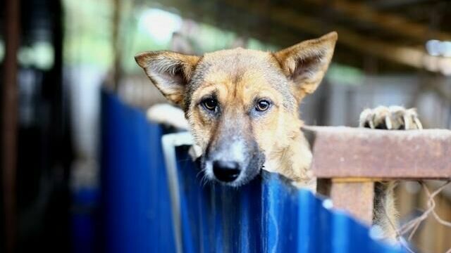 В Березниках у собак обнаружена инфекция, передающаяся человеку