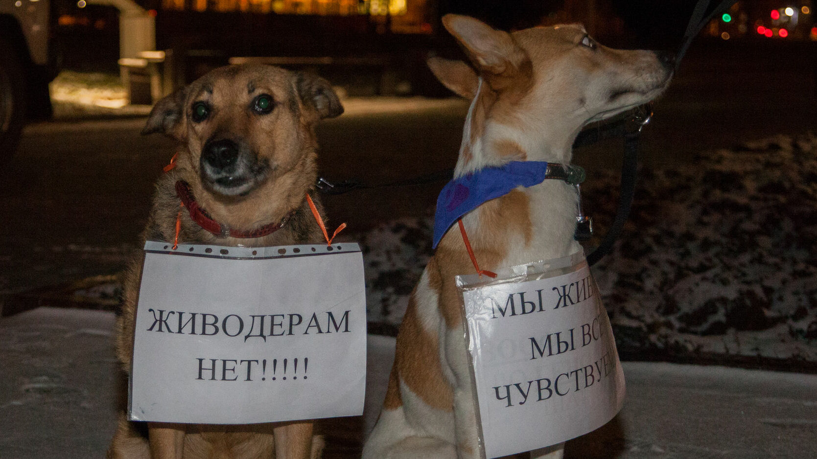 «Жестокости - нет!»: в Перми прошел митинг против догхантеров