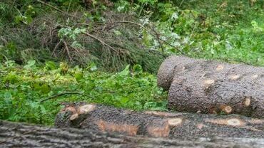 В Прикамье лесоруб задохнулся под придавившим его деревом