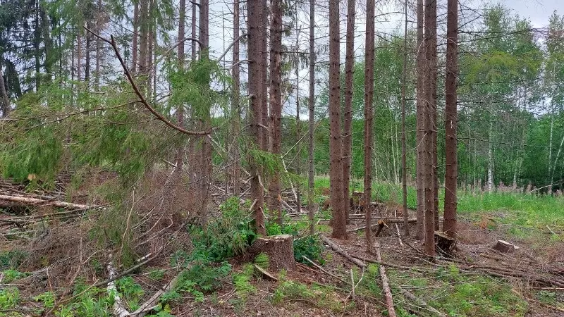 Трое мужчин под Горнозаводском незаконно срубили 3 тысячи деревьев на 60 миллионов