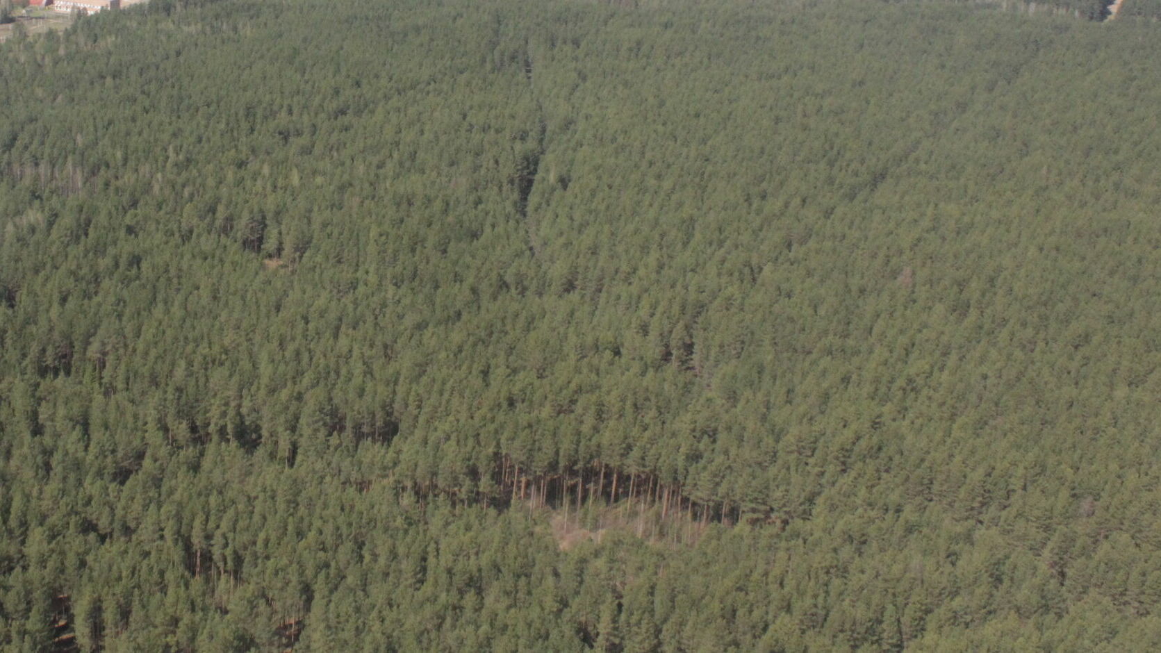 В Прикамье создадут питомник для выращивания ценных пород деревьев