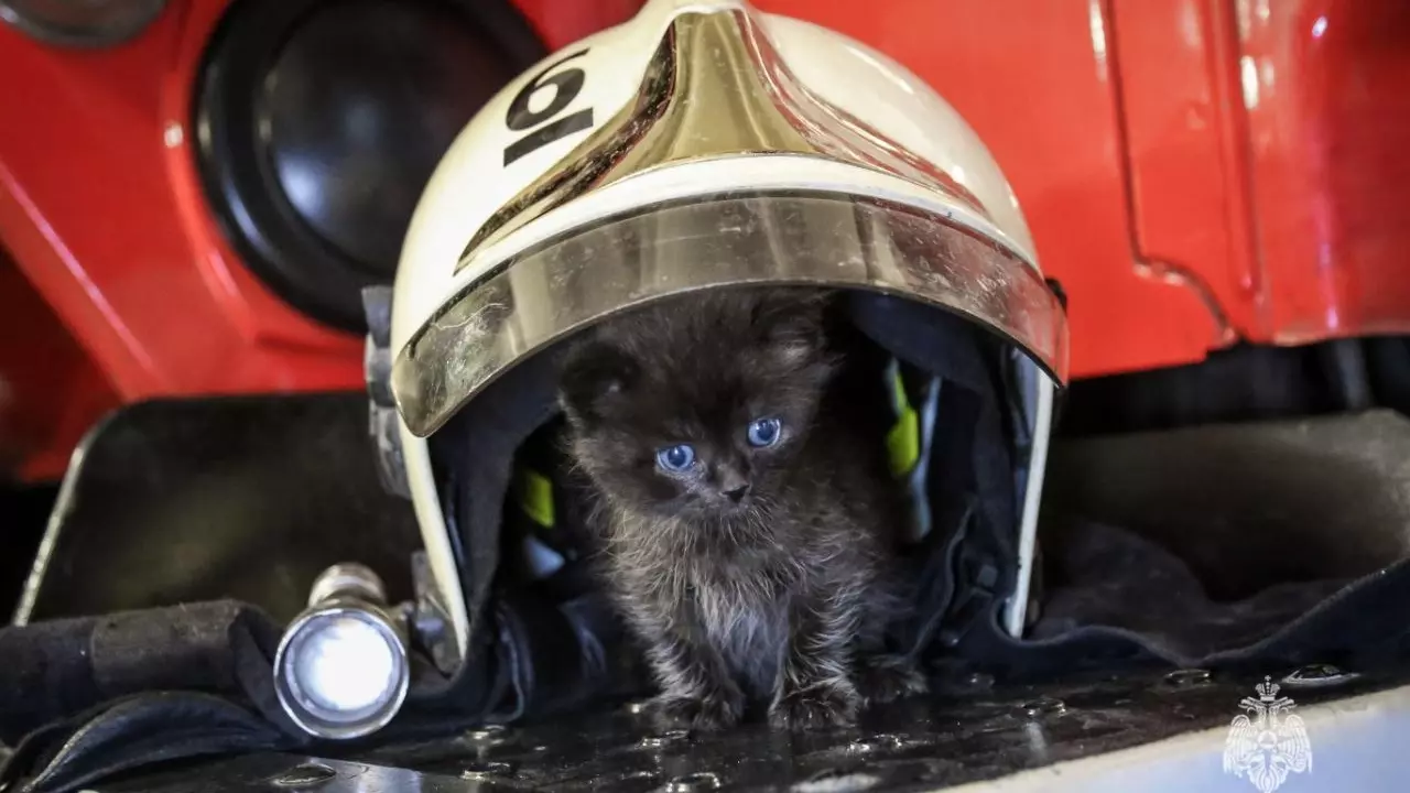 Пермские пожарные спасли и забрали себе крохотного котёнка
