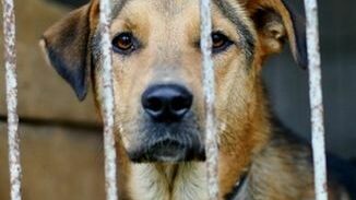 Собачья резервация: Репортаж из муниципального приюта