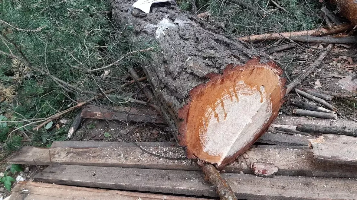 Срубили абсолютно здоровые деревья: сосны, березы