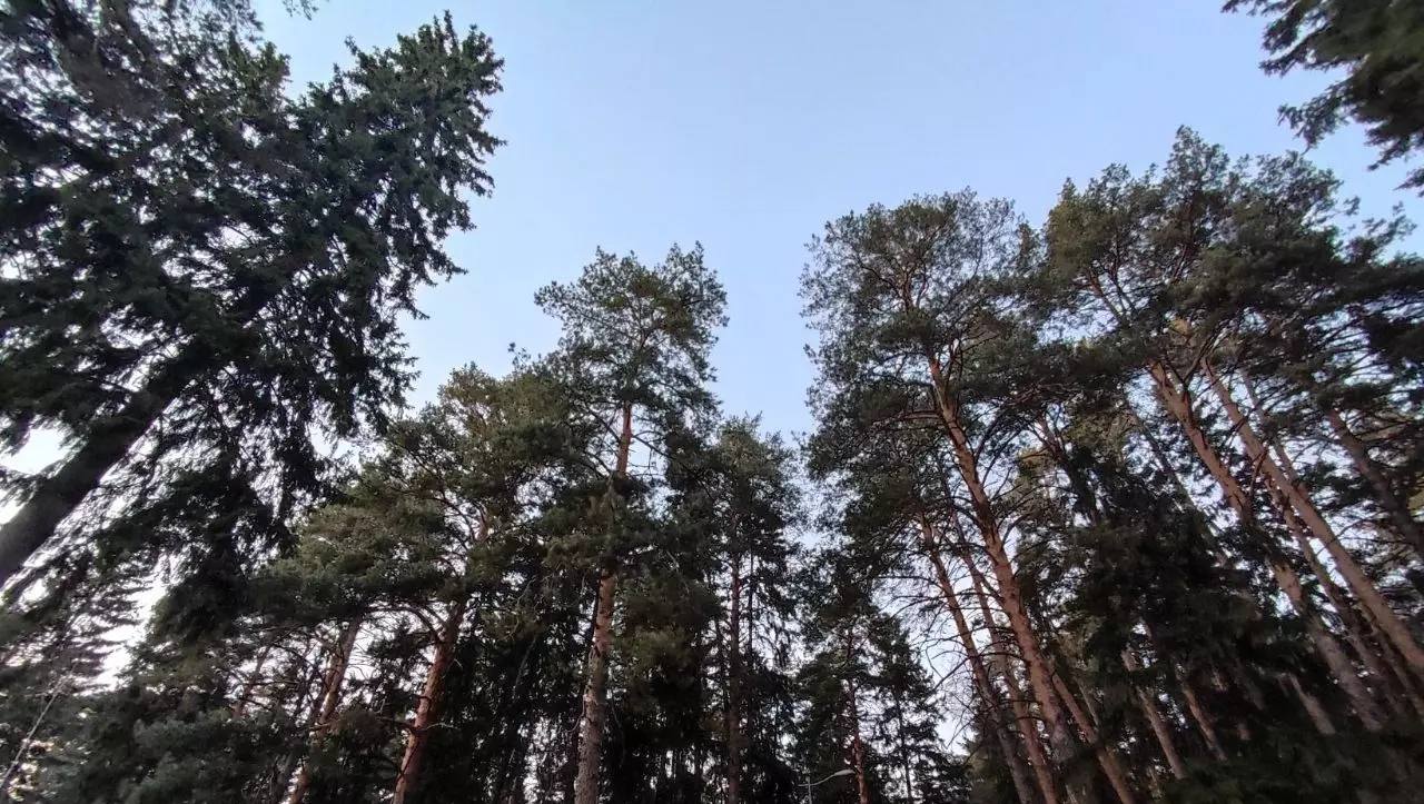 Общественники просят пермских депутатов вернуть Черняевскому лесу исключенный участок