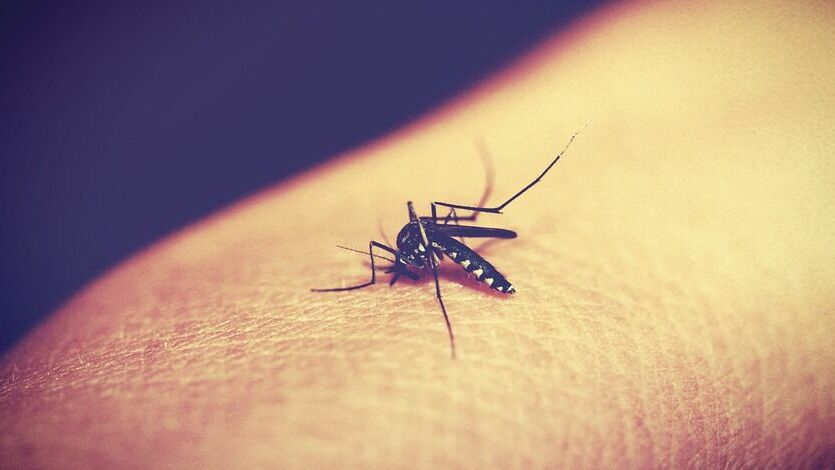 Ученые: причиной вымирания динозавров могли стать малярийные комары