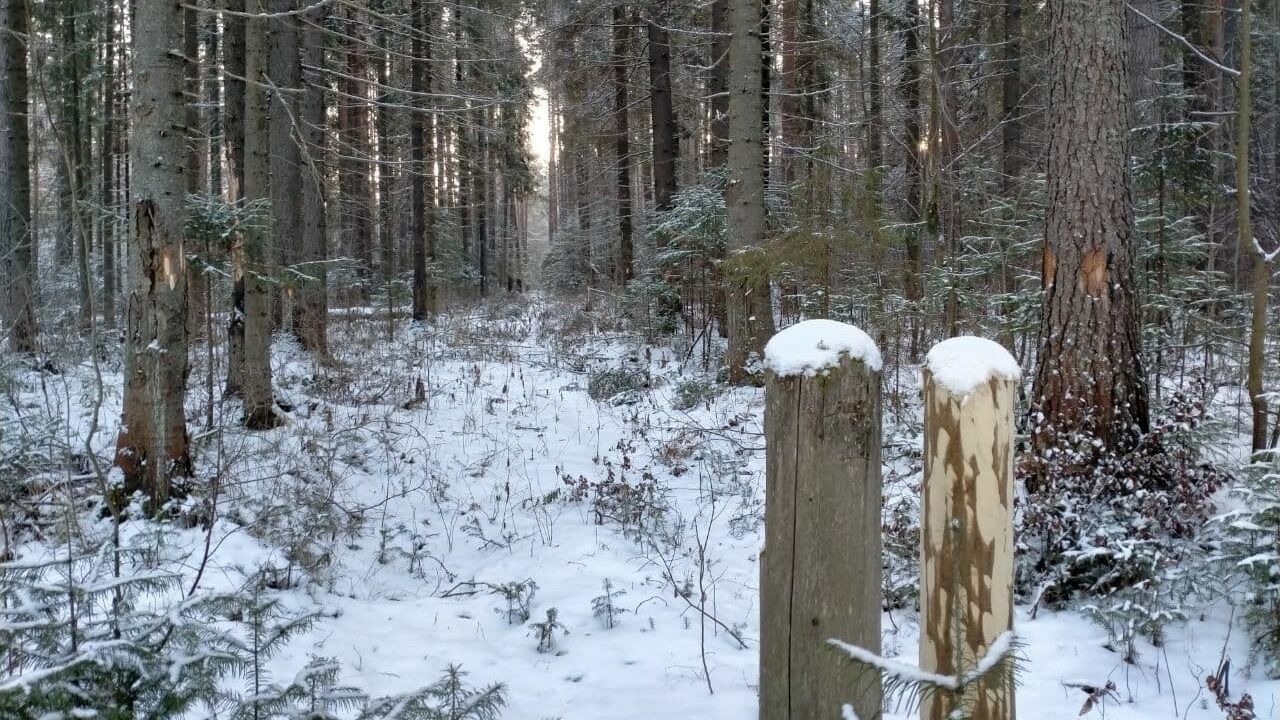 В минприроды Пермского края рассказали, как не допустить незаконную рубку леса под Добрянкой
