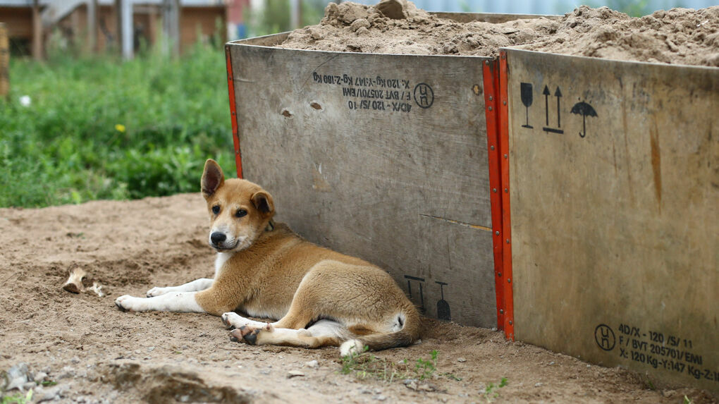 Отловом бездомных собак в Осе займется «ТРАПЕЗА». Организация кормит местные школы и детские сады