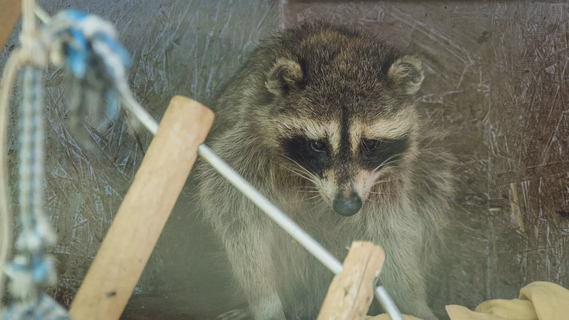 На бизнесмена завели дело из-за незаконной работы контактного зоопарка в Перми