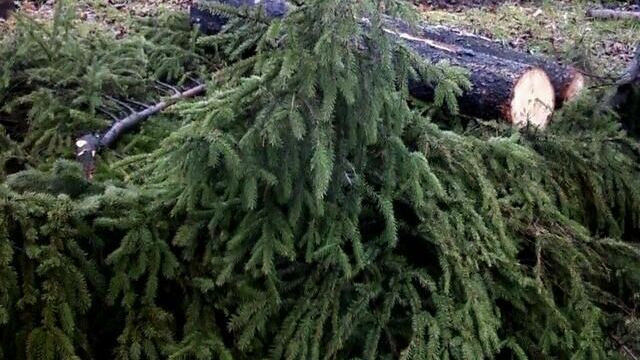 В Прикамье директор лесного предприятия незаконно вырубил деревья на 5,5 млн рублей