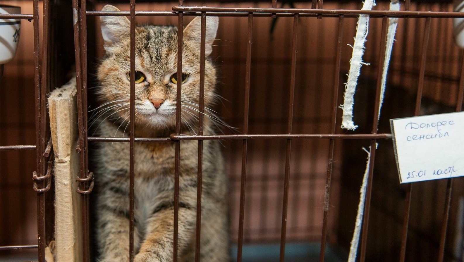 Пермский приют для кошек «Матроскин» получит участок под новое здание в октябре