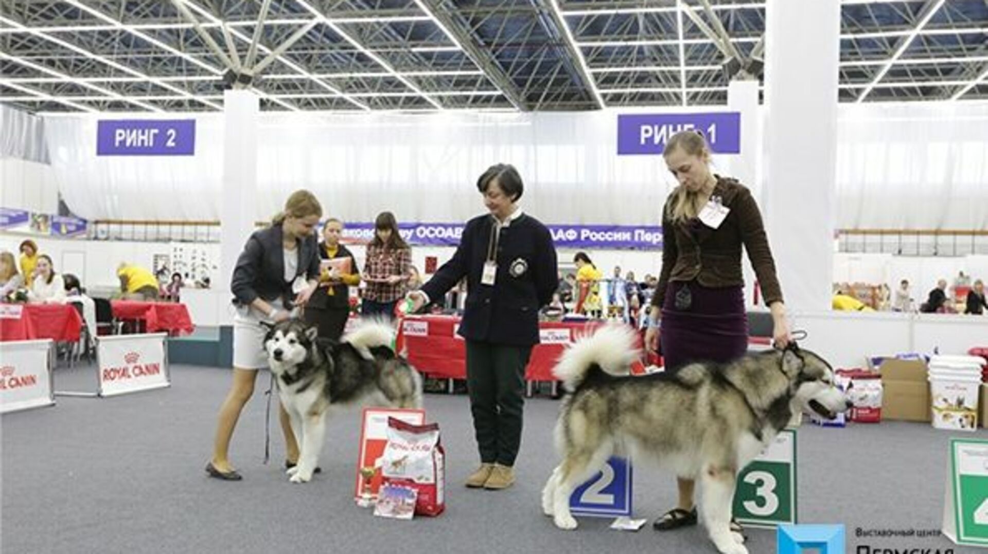 Выставка собак 13 14 апреля. Пермская ярмарка выставка собак. Выставка собак в Перми 2022 Пермская ярмарка. Выставочные собаки. Породы собак для выставок.