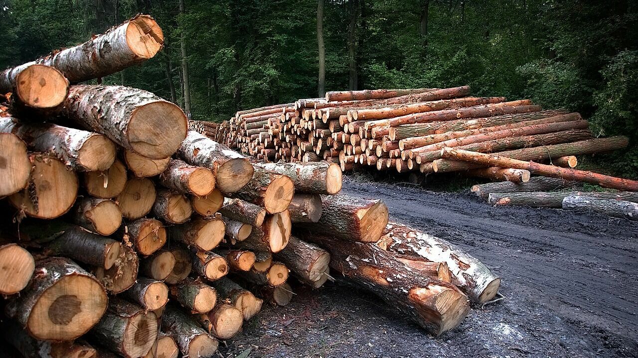 В Прикамье отправили в колонию мужчину, который два года незаконно вырубал деревья