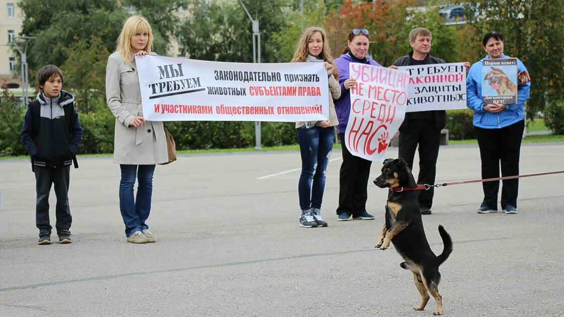 «Убийцы должны нести наказание». Пермские зоозащитники обратились за помощью к Путину