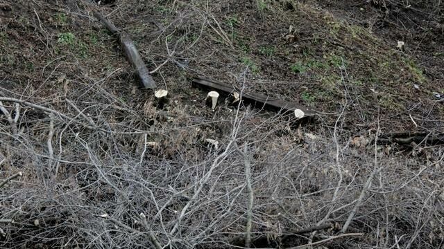 Прокуратура обвиняет администрацию Перми в нарушении при вырубке деревьев