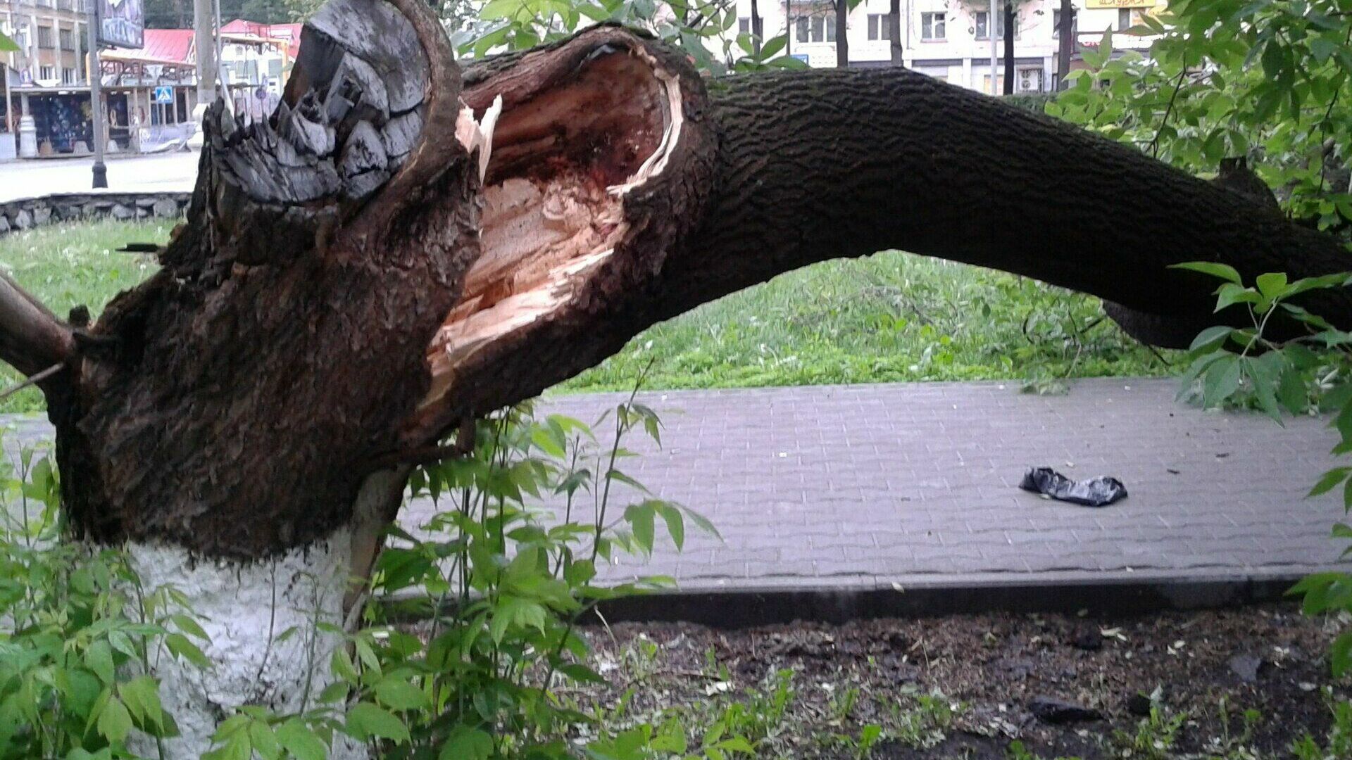 Во время грозы в Чайковском под упавшим деревом погибла женщина