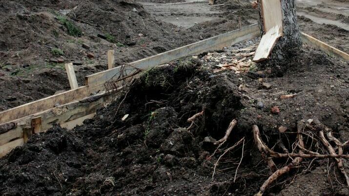 В Прикамье 33-летний черный лесоруб за месяц вырубил 260 деревьев