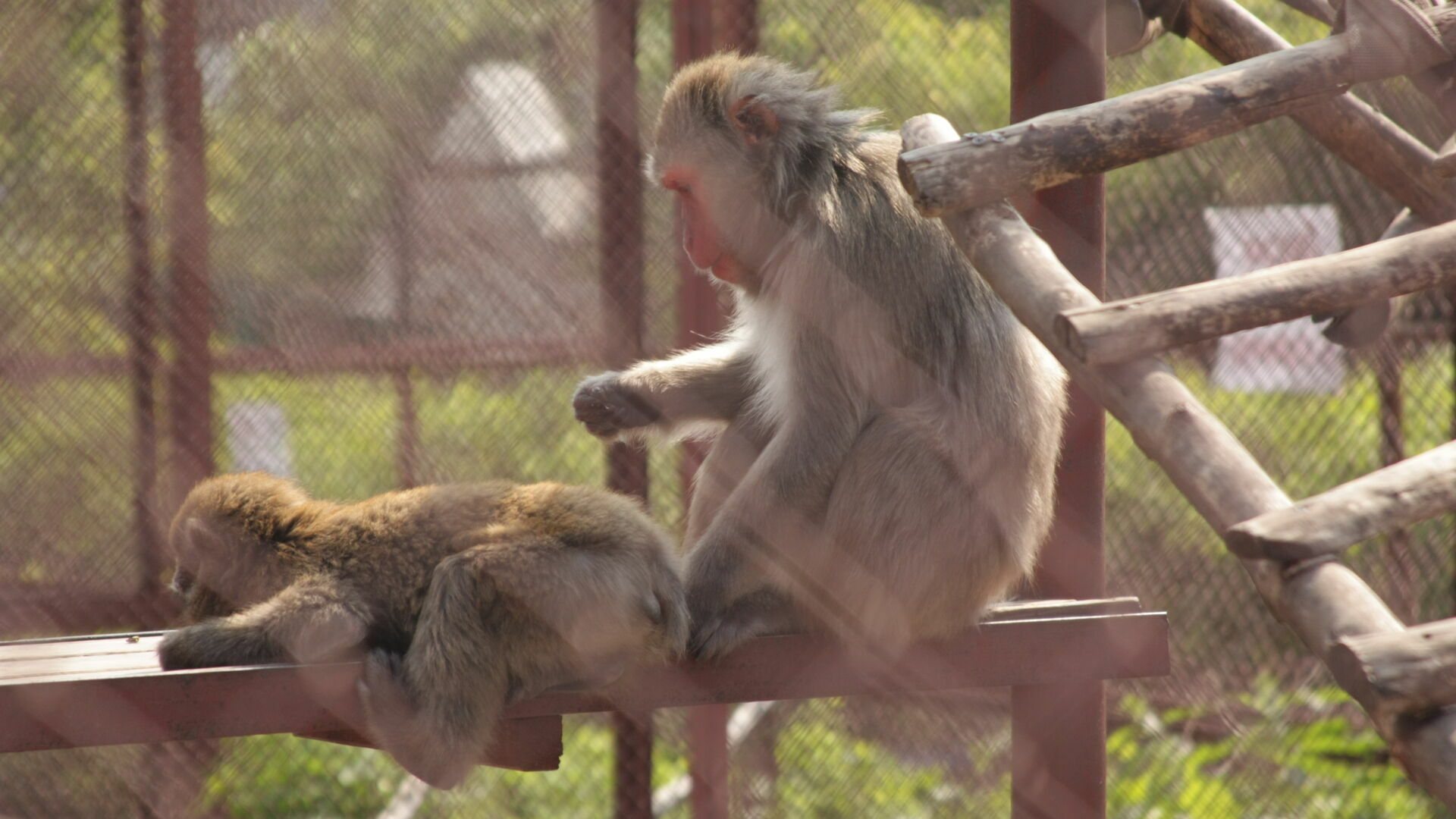 Оспа обезьян распространяется в Америке и Европе. Бояться ли новой эпидемии пермякам?