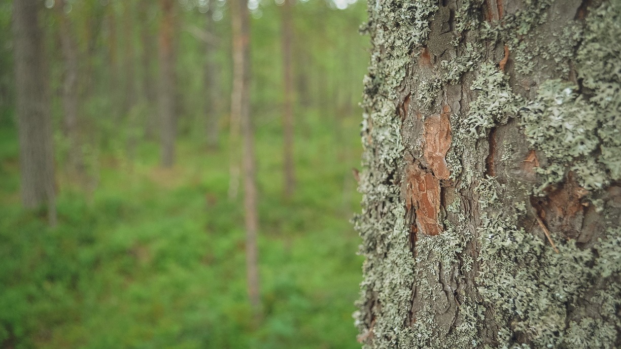 В Пермском крае на территории девяти лесничеств запрещено пребывание граждан