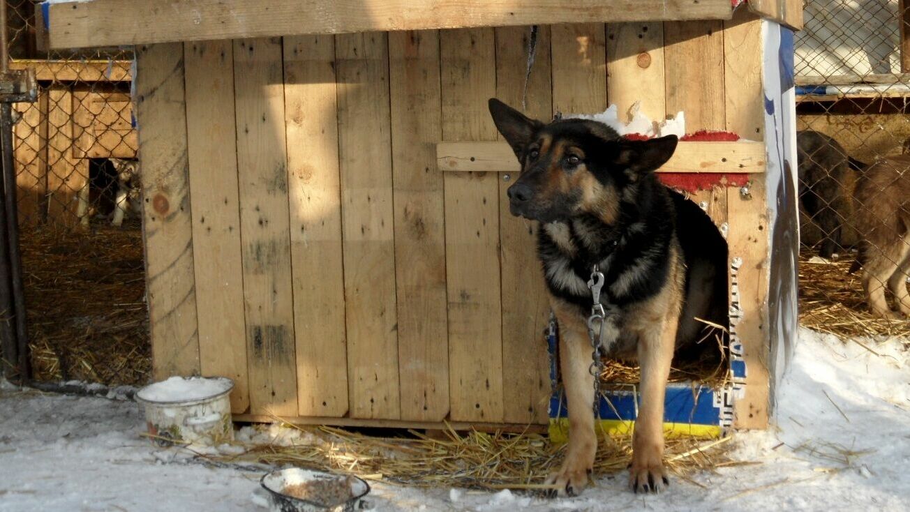 В Перми начался ремонт муниципального приюта для животных