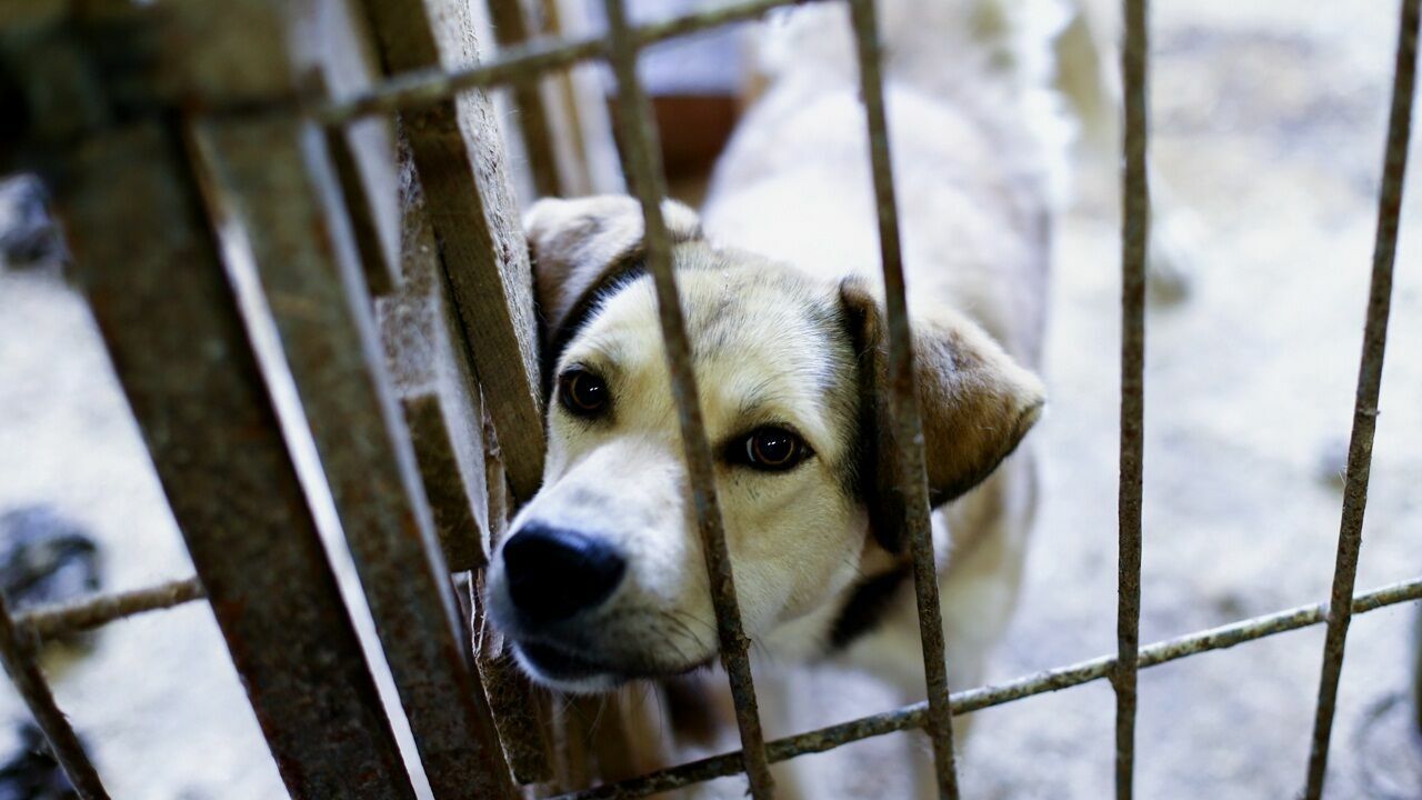 В муниципальном приюте Перми отремонтировали вольеры для собак