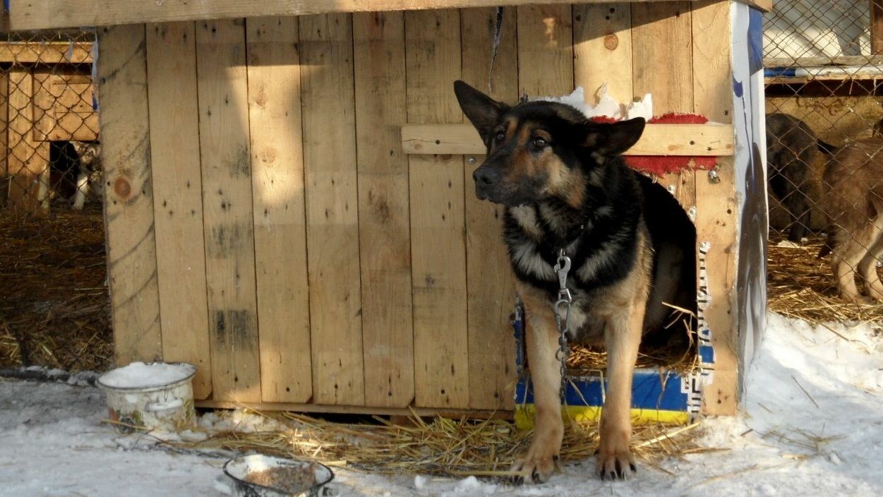 Пермские зоозащитники добились увольнения директора муниципального приюта для собак