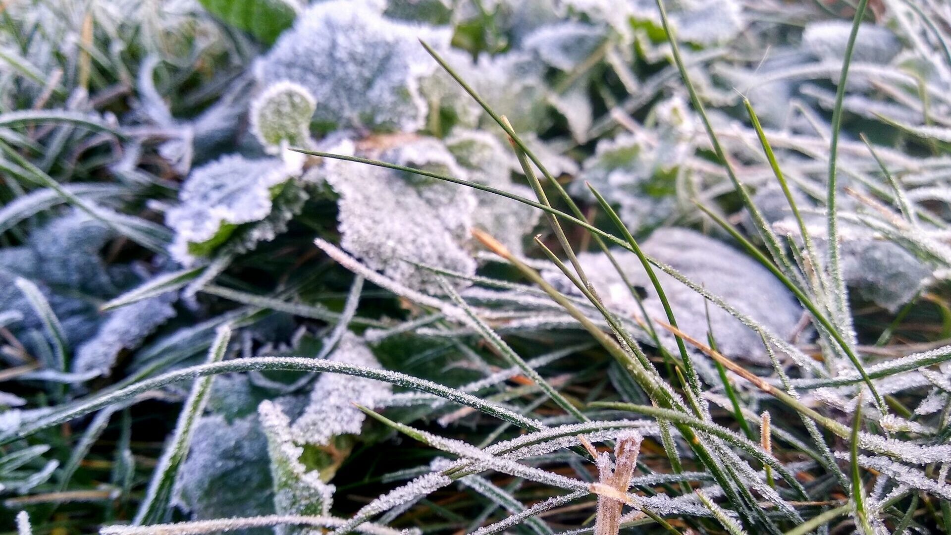 Ранние заморозки. В МЧС предупредили о резком похолодании в Прикамье