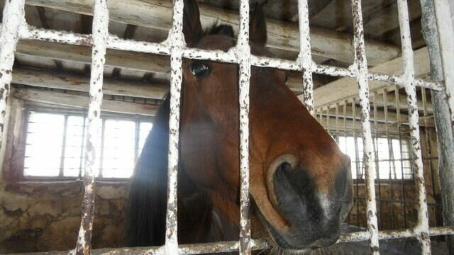 В Перми на эспланаде взбесившаяся лошадь сбила трех женщин
