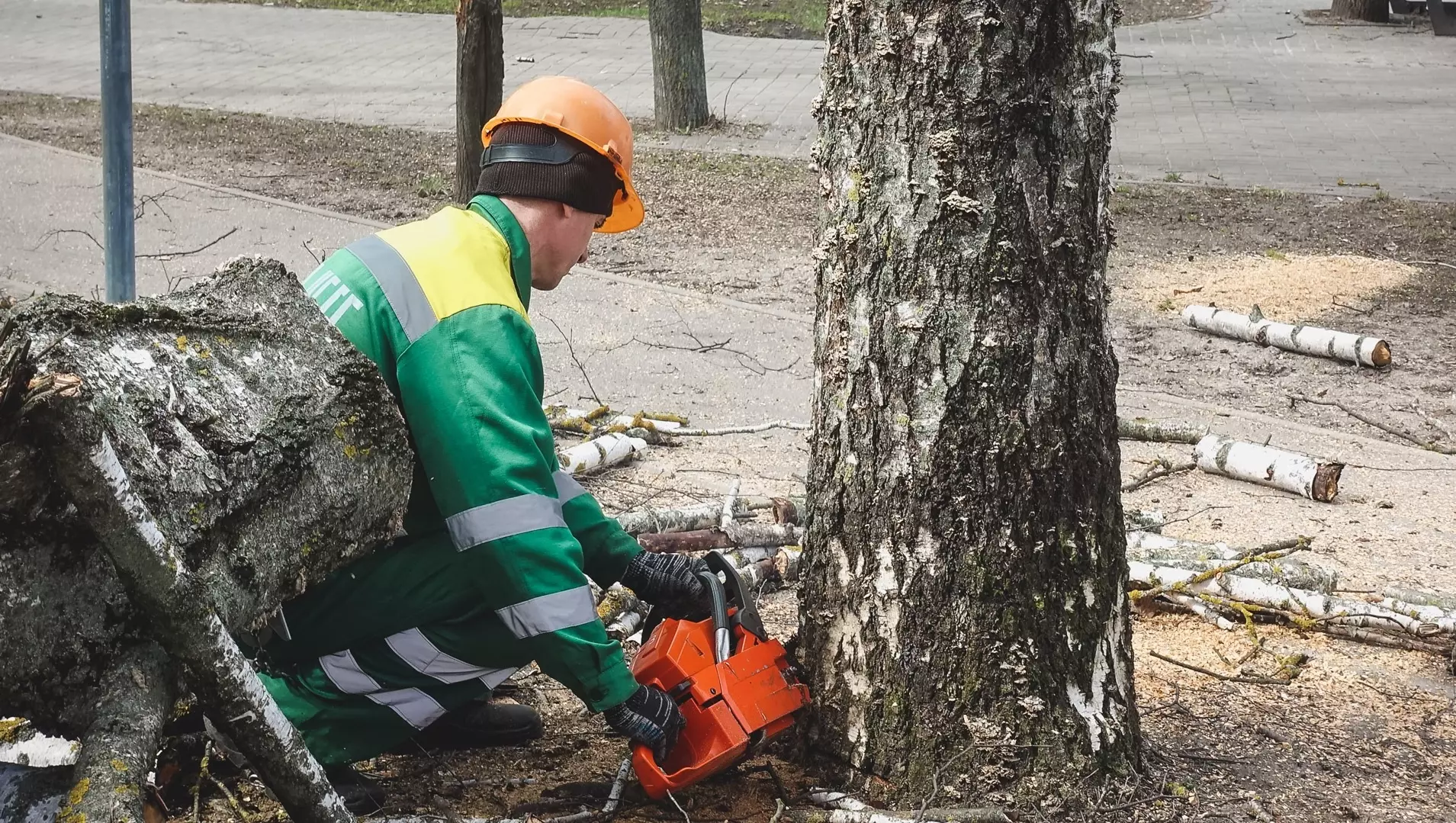 Из-за строительства лаборатории Роспотребнадзора в Перми вырубят 78 деревьев