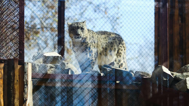 В пермский зоопарк привезли снежного барса из Чехии