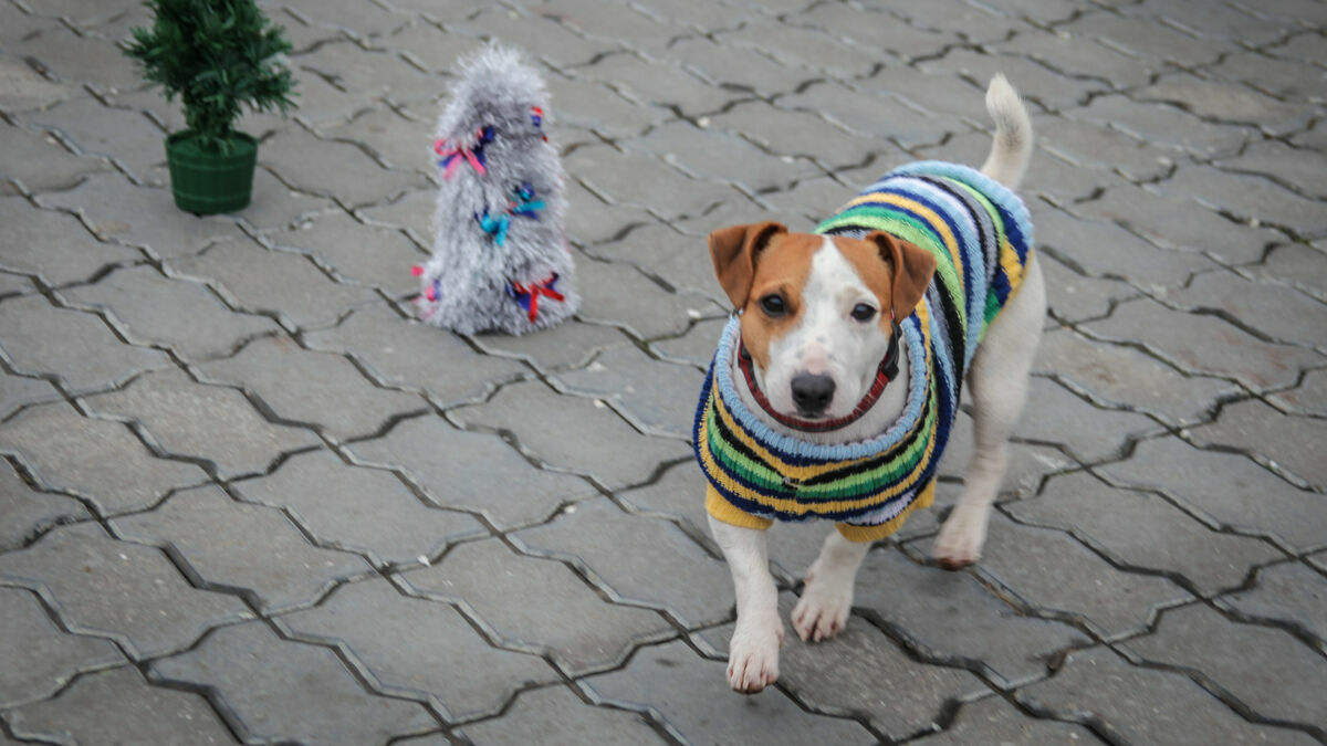 Вас могут оштрафовать за выгул собаки в Перми. И это не шутка — вот реальная история