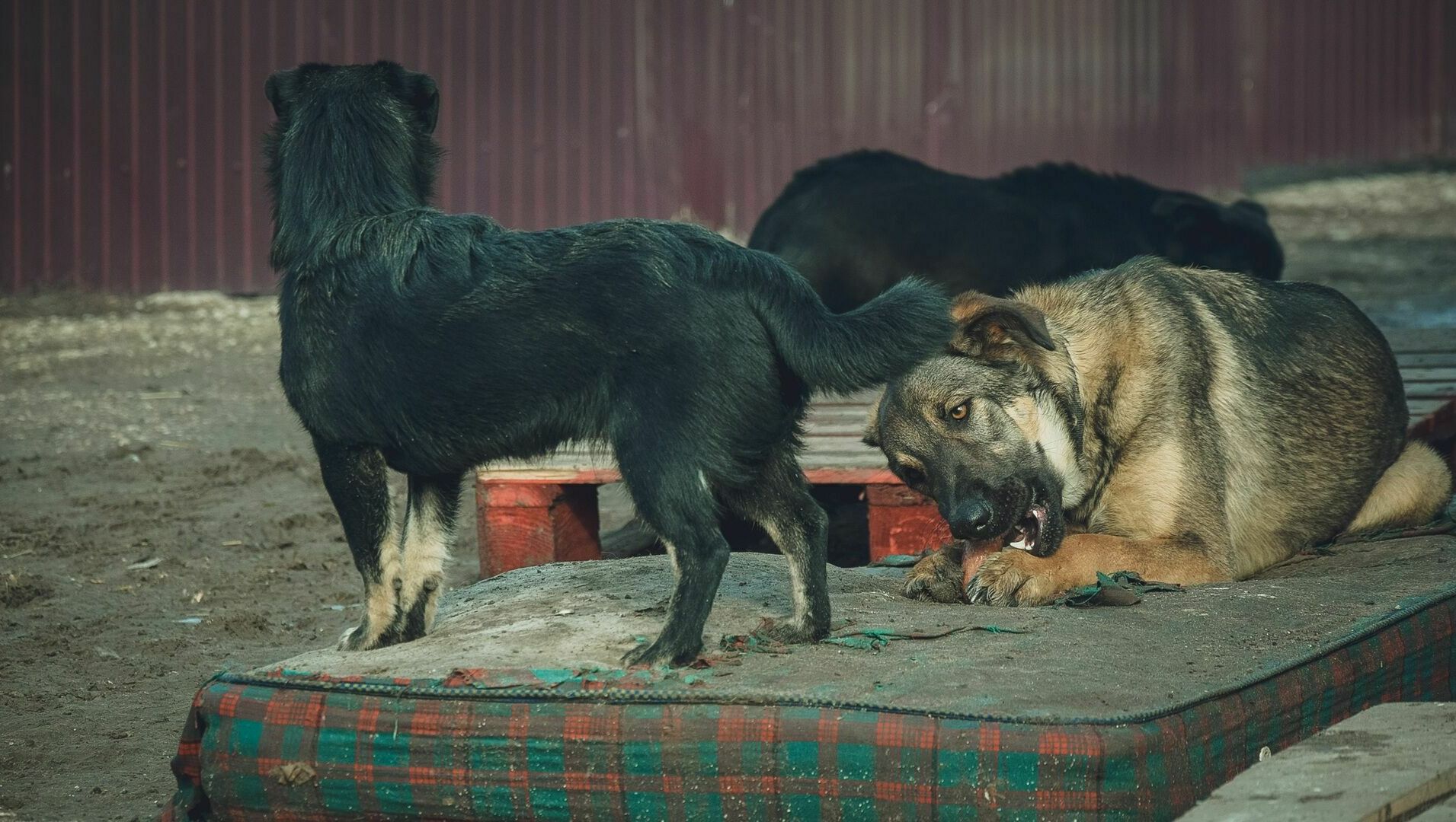 Отсутствие инструкций спасло пермскую чиновницу от срока за гибель женщины от собак