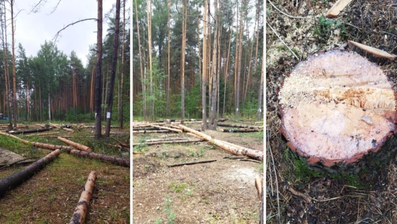 В мэрии Перми прокомментировали массовую рубку деревьев в Балатовском парке