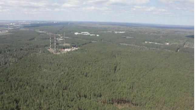 В Прикамье предпринимателя посадили на 3 года за рубку леса