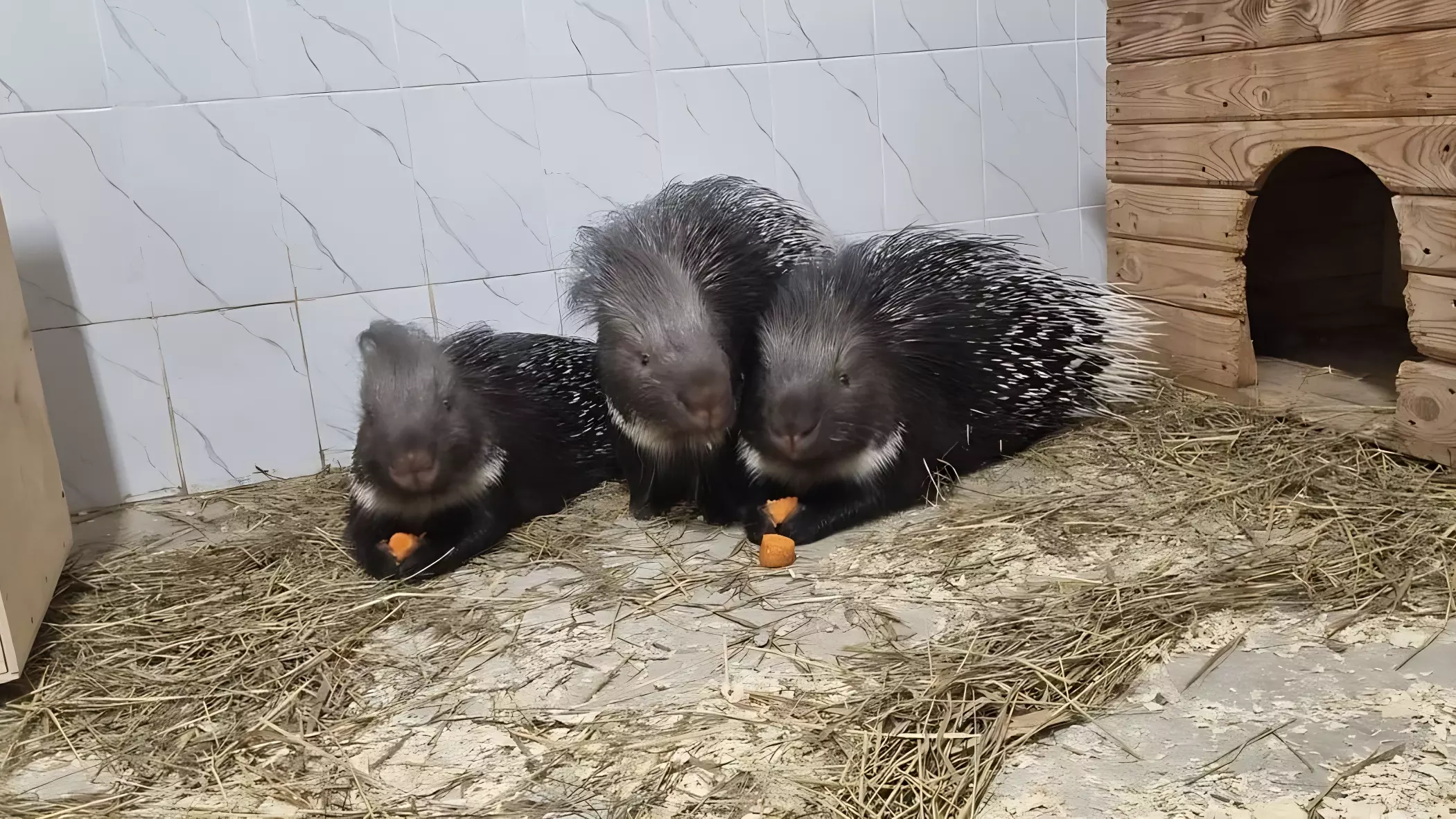 В новый контактный зоопарк Перми переехали три дикобраза — Снежана, Катя и Василиса