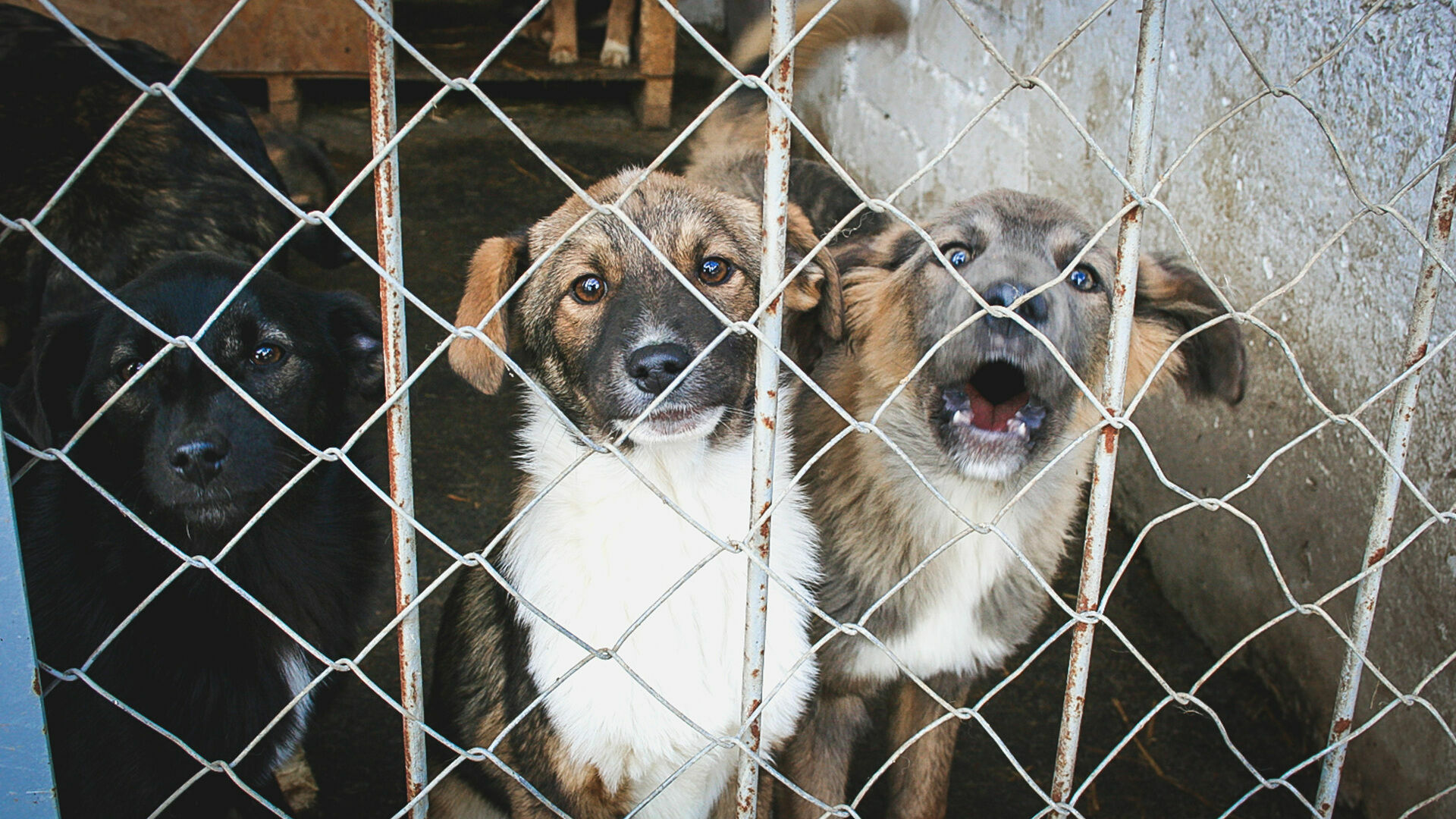 Пермский приют для бездомных животных не смог обжаловать штраф за гибель 133 собак