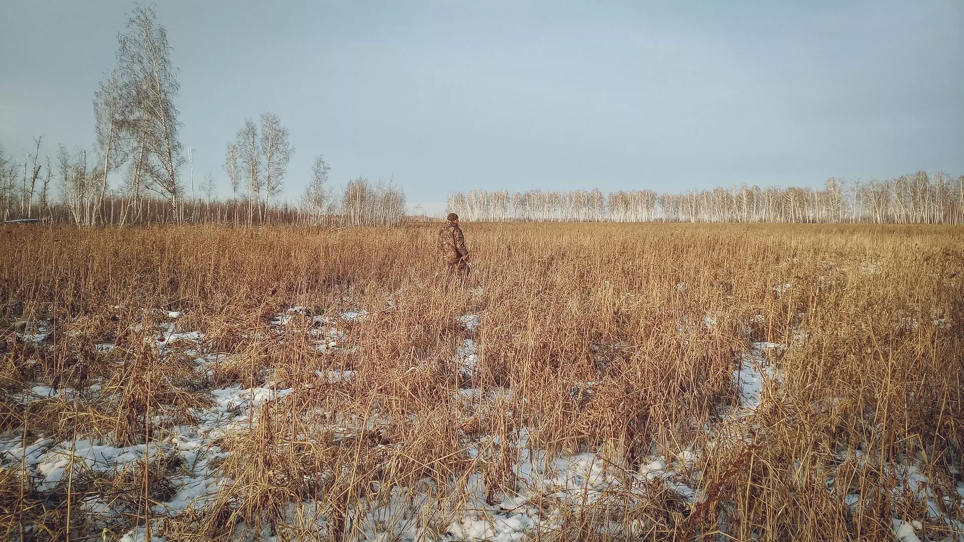 В Пермском крае около 1 млн га сельскохозяйственной земли зарастает сорной травой