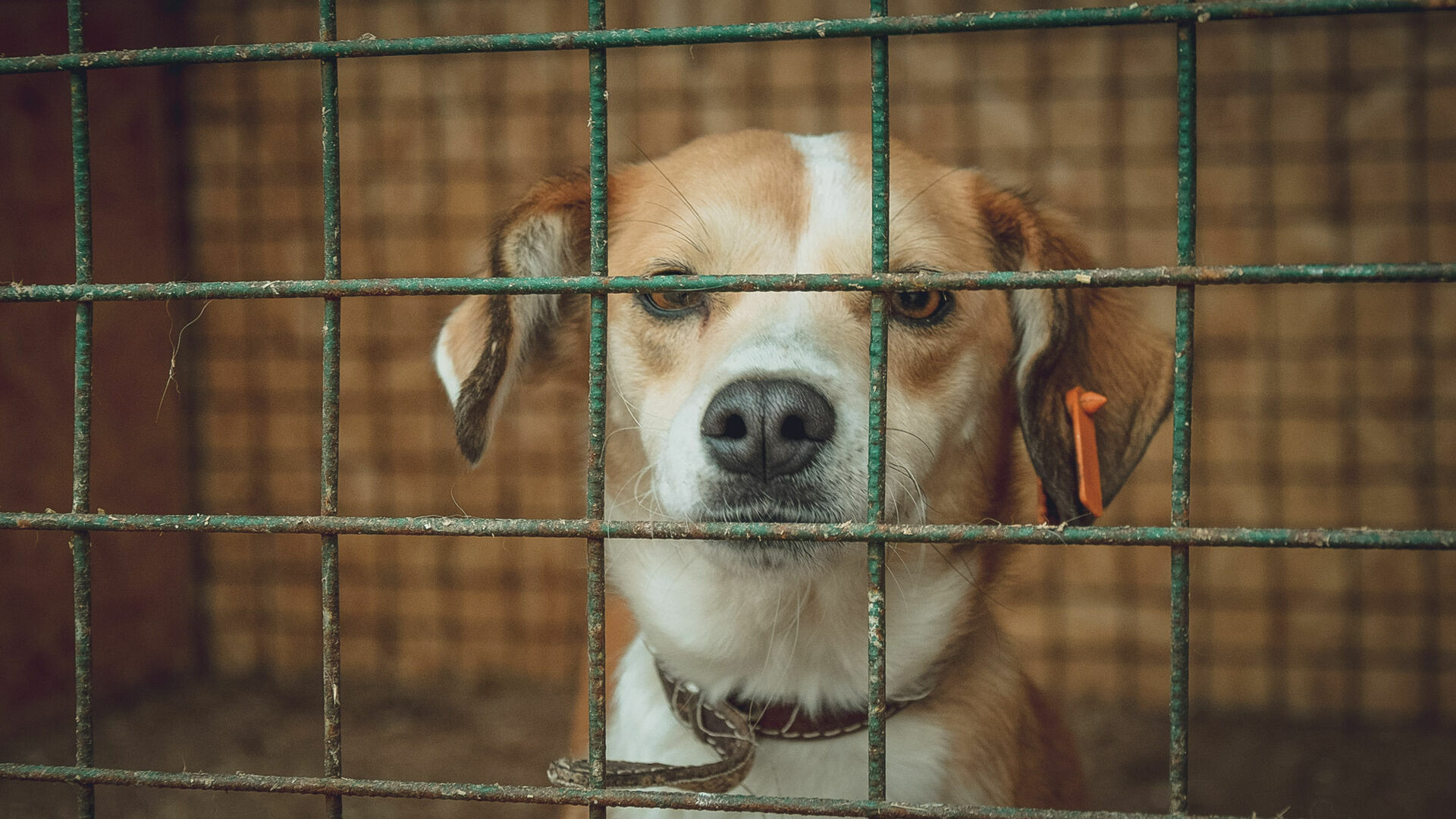 Глава СКР Александр Бастрыкин хочет ужесточить законы о регулировании численности бродячих собак