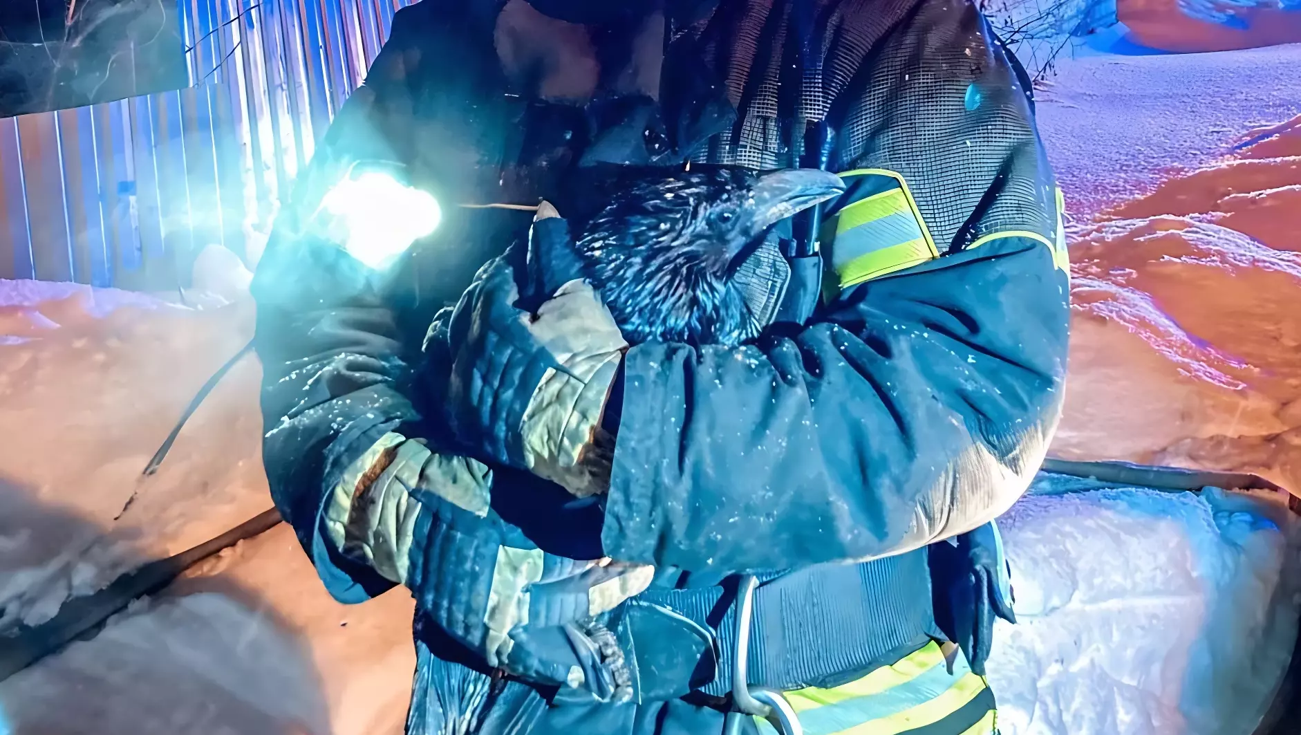 Пермские пожарные спасли из огня домашнего ворона