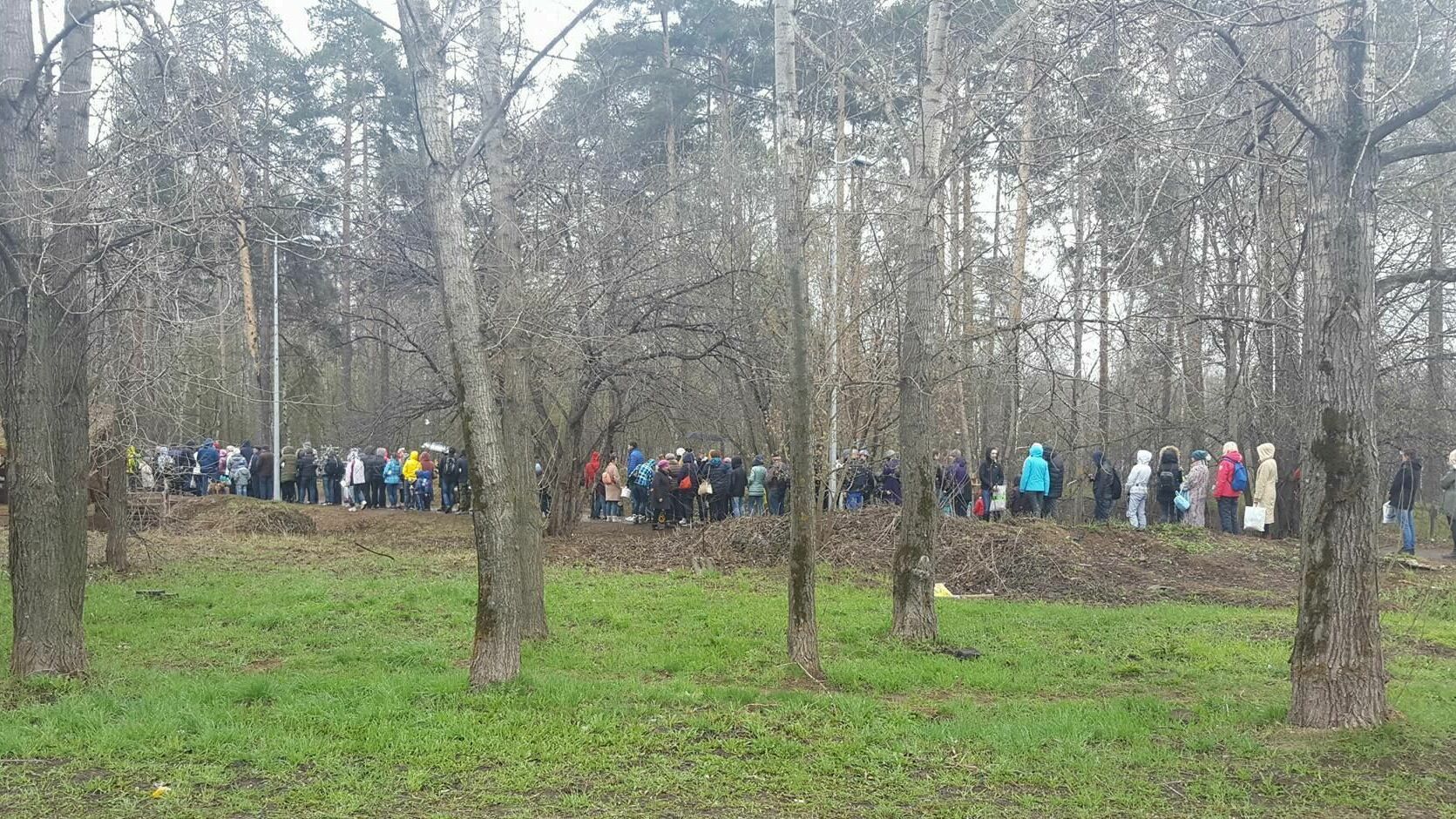 Фотофакт: в Черняевском лесу образовалась очередь за саженцами кедра