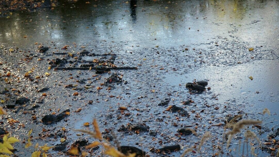 Предприятия продолжают уничтожать почву в Прикамье. Ущерб — миллионы рублей